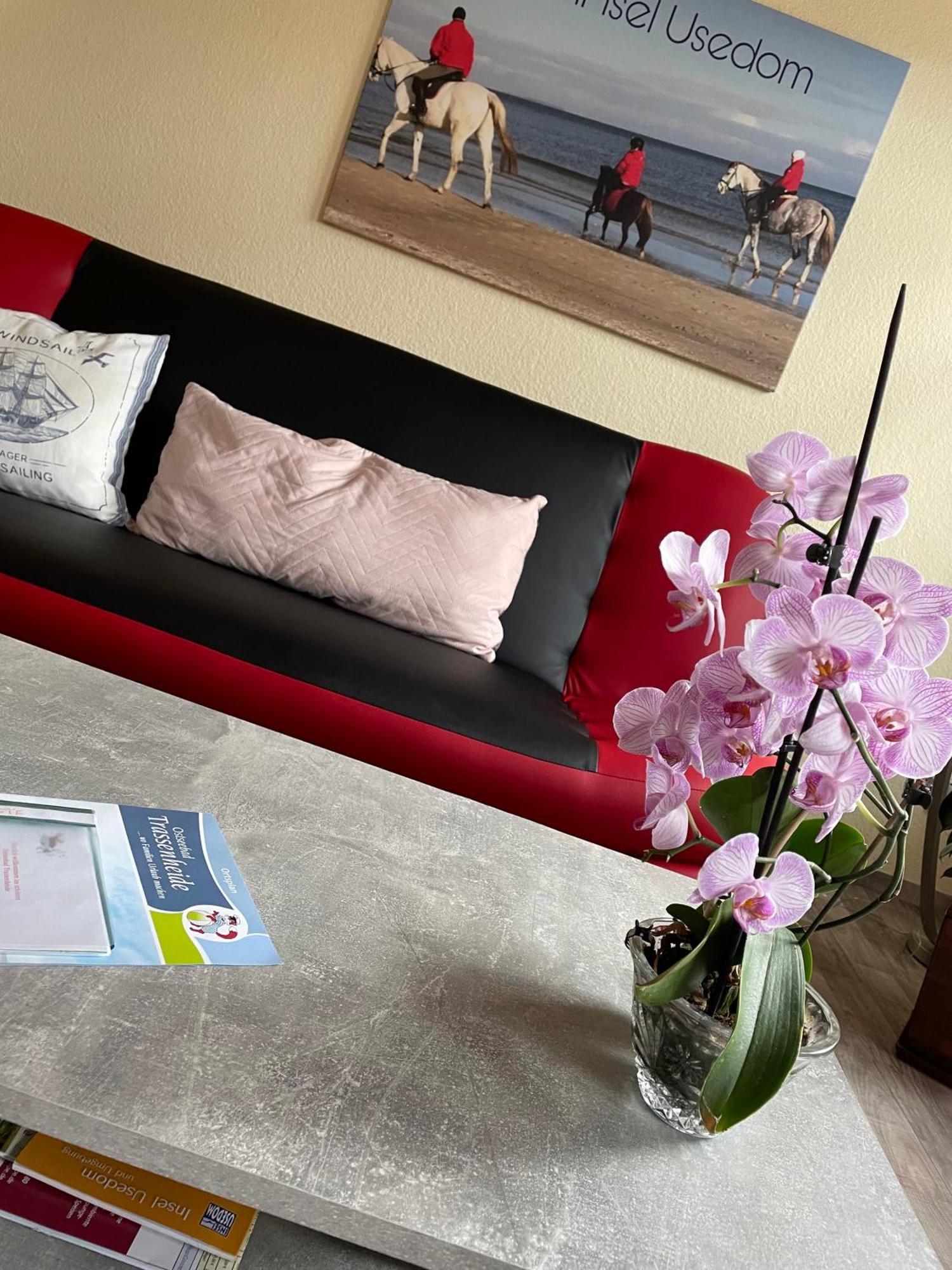Ferienwohnung Mit Terrasse - Insel Usedom トラッセンハイデ エクステリア 写真